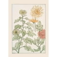 thumbnail image 2 of Maurice Pillard Verneuil 18x24 Black Ornate Framed Double Matted Museum Art Print Titled: Chrysanthemum (1896), 2 of 5