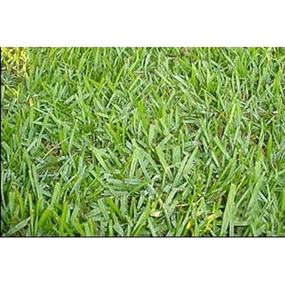 Argentine Bahia Pasture Grass Seed - 5 Lbs.