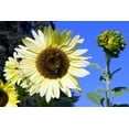 thumbnail image 2 of 25 ITALIAN WHITE SUNFLOWER Helianthus Debilis Flower Seeds, 2 of 6