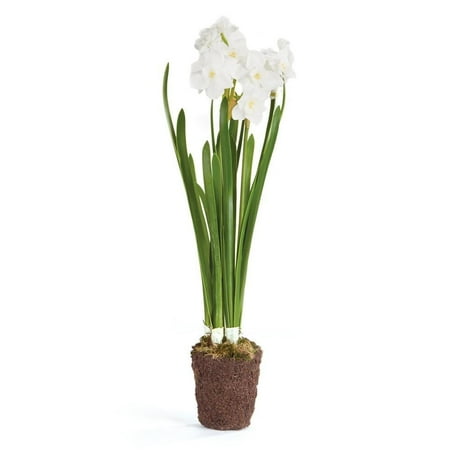 Tall Garden Obelisk CONSERVATORY PAPERWHITE DROP-IN 17-INCH, The size is: 17 tall; Root ball: 3.25 x 3 x 3-in. By Napa Home Garden from USA ()