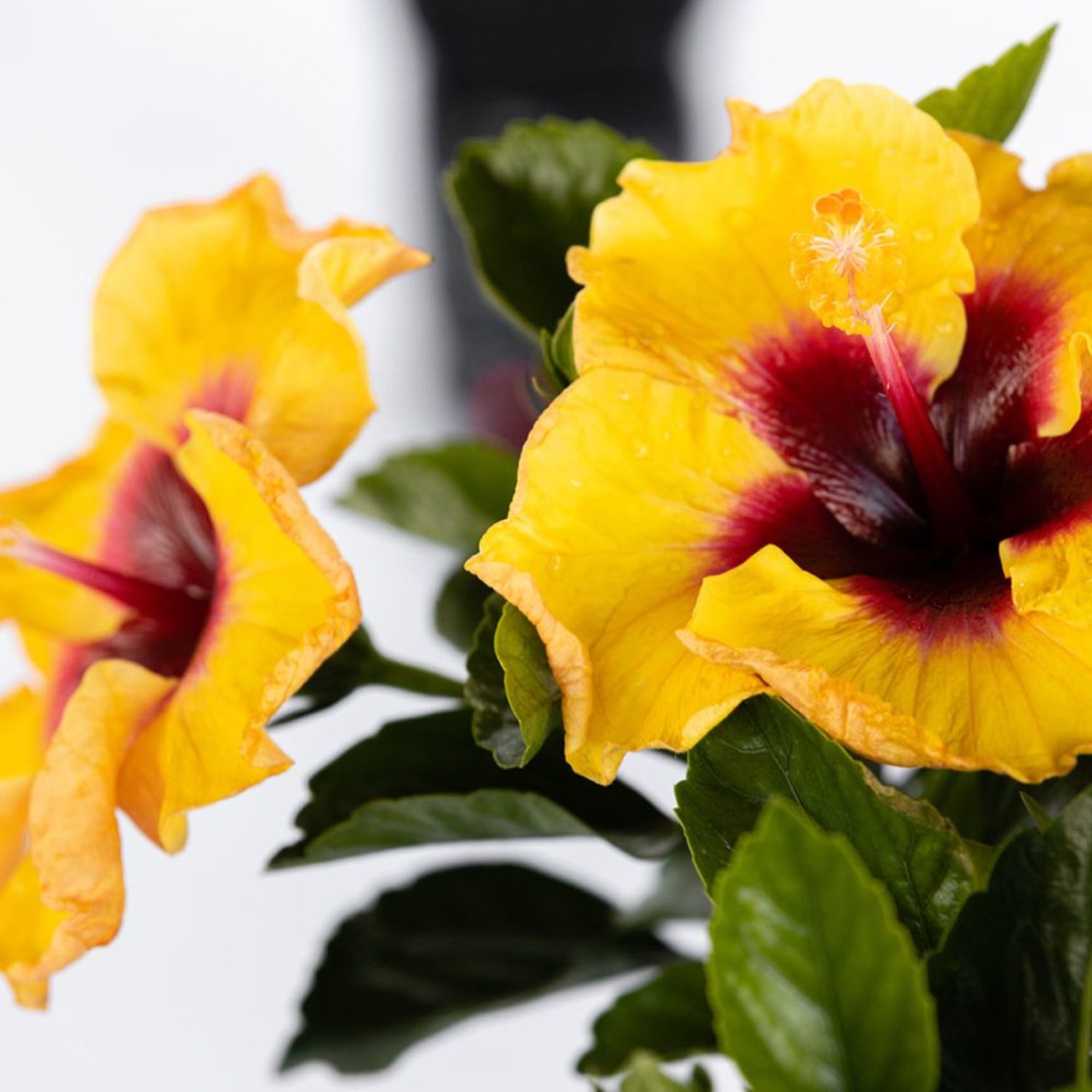 Proven Winners ColorChoice 6" Yellow Hollywood Hibiscus Rico Suave Tropical Hibiscus Live Plant in 7.5" Pot