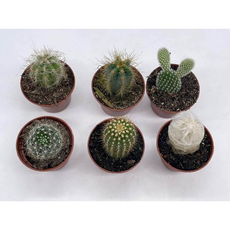Mini Cactus Assortment