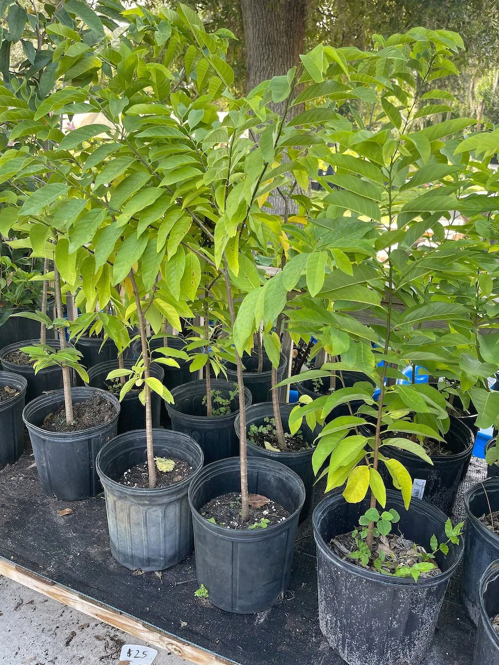 Sugar apple TREE GRAFTED. Ships free to all states in 3