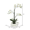 thumbnail image 2 of 25" Potted White Orchid fls x 2 stem w/White Ceramic Container, 2 of 2