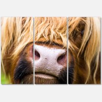 Designart ' Close-Up Highland Cattle ' Farmhouse Canvas Wall Art Print