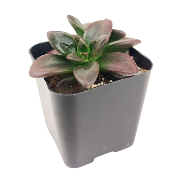Echeveria Licorice (2" Clay Pot) - Rosette Succulents - Pet-friendly Succulent for Home - Live, Healthy Succulents for Gift Ideas