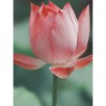 thumbnail image 3 of Cuadros Decorativos 5D DIY diamante pintura Lotus completo redondo diamante mosaico pared Ndcxsfigh Nuevos Originales, 3 of 9