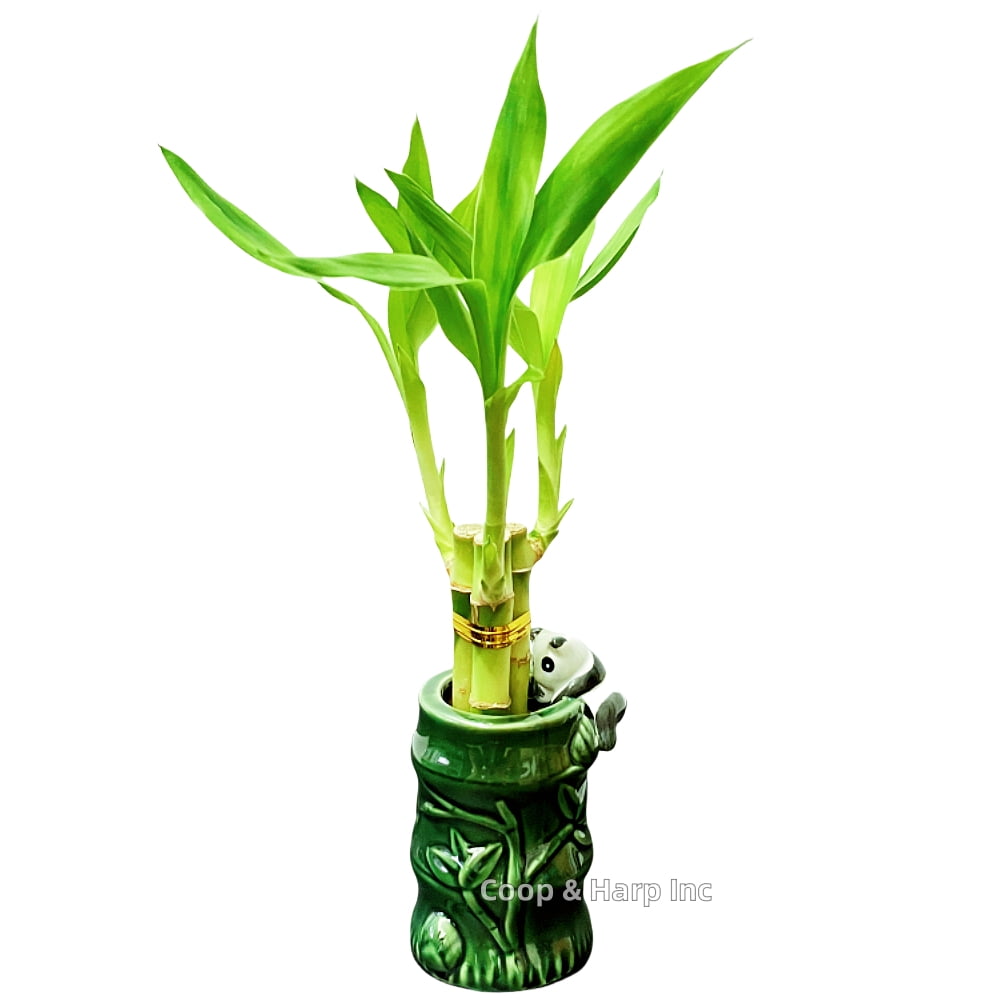Coop & Harp 3-Stalk 6" Lucky Bamboo Live Indoor Plant with Ceramic Panda Vase, Live Indoor Lucky Bamboo For Home and Office