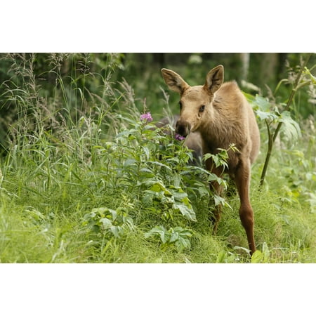 Moose calf eats summer grasses & Fireweed in south Anchorage Southcentral Alaska Stretched Canvas - Jeff Schultz  Design Pics (38 x (Best Storage South Anchorage)