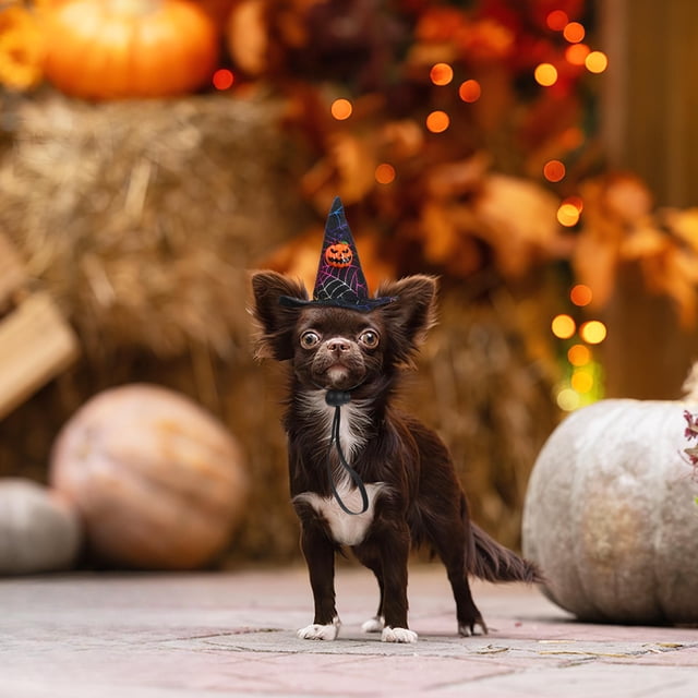 FONDOTIN 2pcs Pet Costume Hat Stylish Pumpkin Bat Cats For Parties Festivals And Photos Random Color