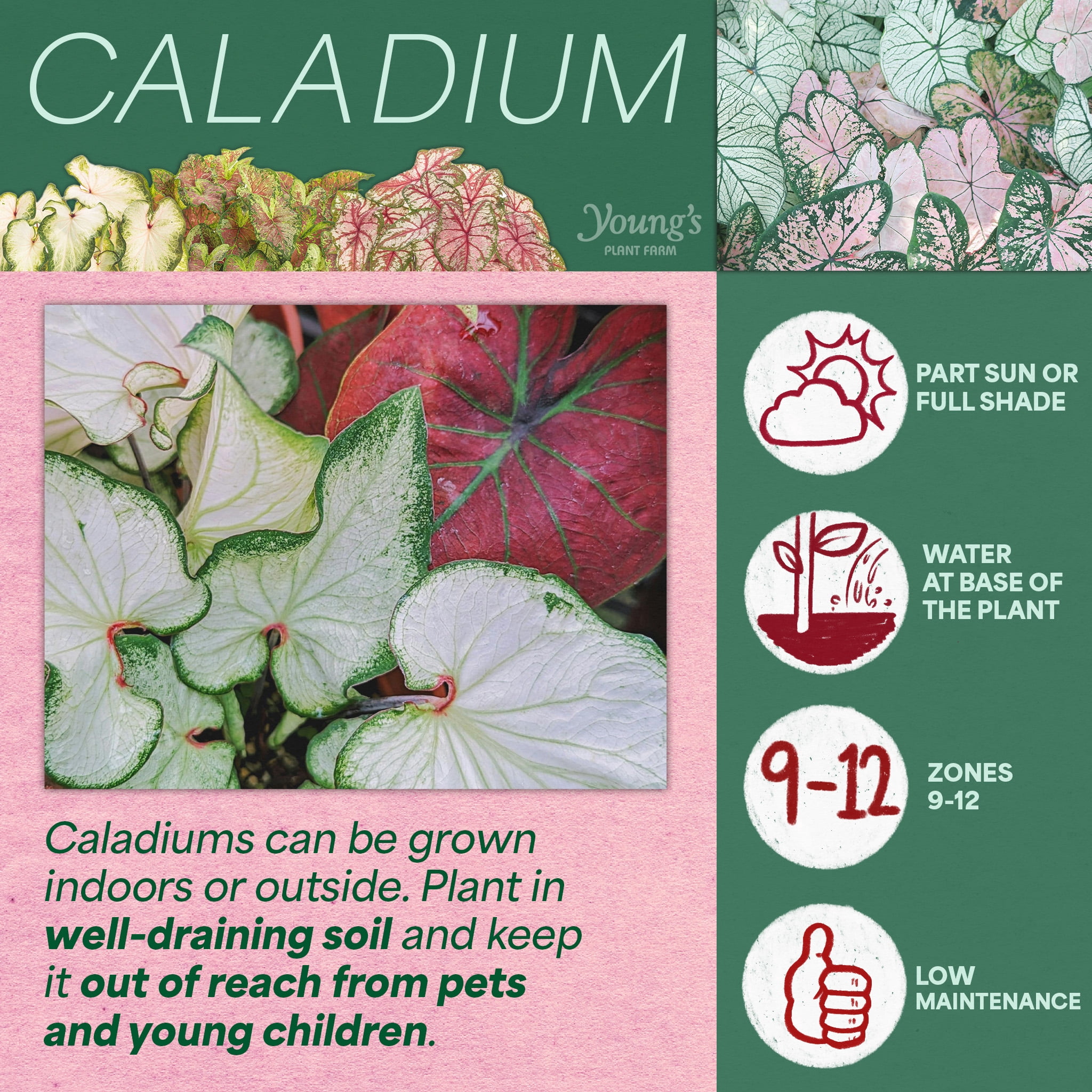 Better Homes & Gardens 1 Quart Caladium Pink Annual Live Plant (4 Count Pack)