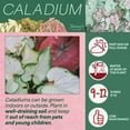 thumbnail image 5 of Expert Gardener 1.5G Red Ruffles Caladium Live Plant with Grey Planter, 5 of 5