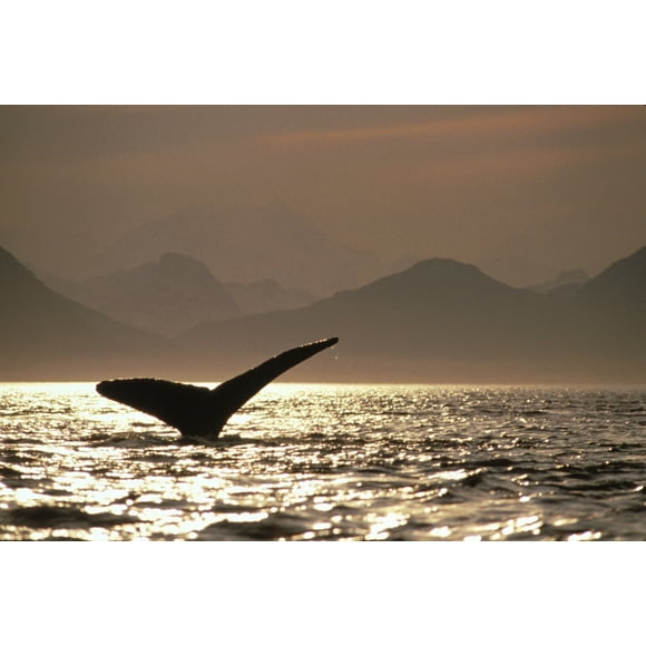 Humpback Whale Tail Inside Passage Glacier Bay Np Se Ak Poster Print (32 x 22)