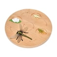 thumbnail image 3 of Life Cycle Board Science Realistic Educational Teaching Model Cognitive Toy dragonfly, 3 of 8