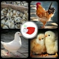 thumbnail image 3 of Game Bird Automatic Poultry Fount, Poultry Plastic Waterer Bowl Universal Thickened PP 4 Set  for Farm, 3 of 7