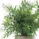 thumbnail image 3 of Mini Plastic Artificial Fake Plants Green Rosemary Fern in Pot for Home Decor Office Bathroom Desk Room Decoration, 3 of 4