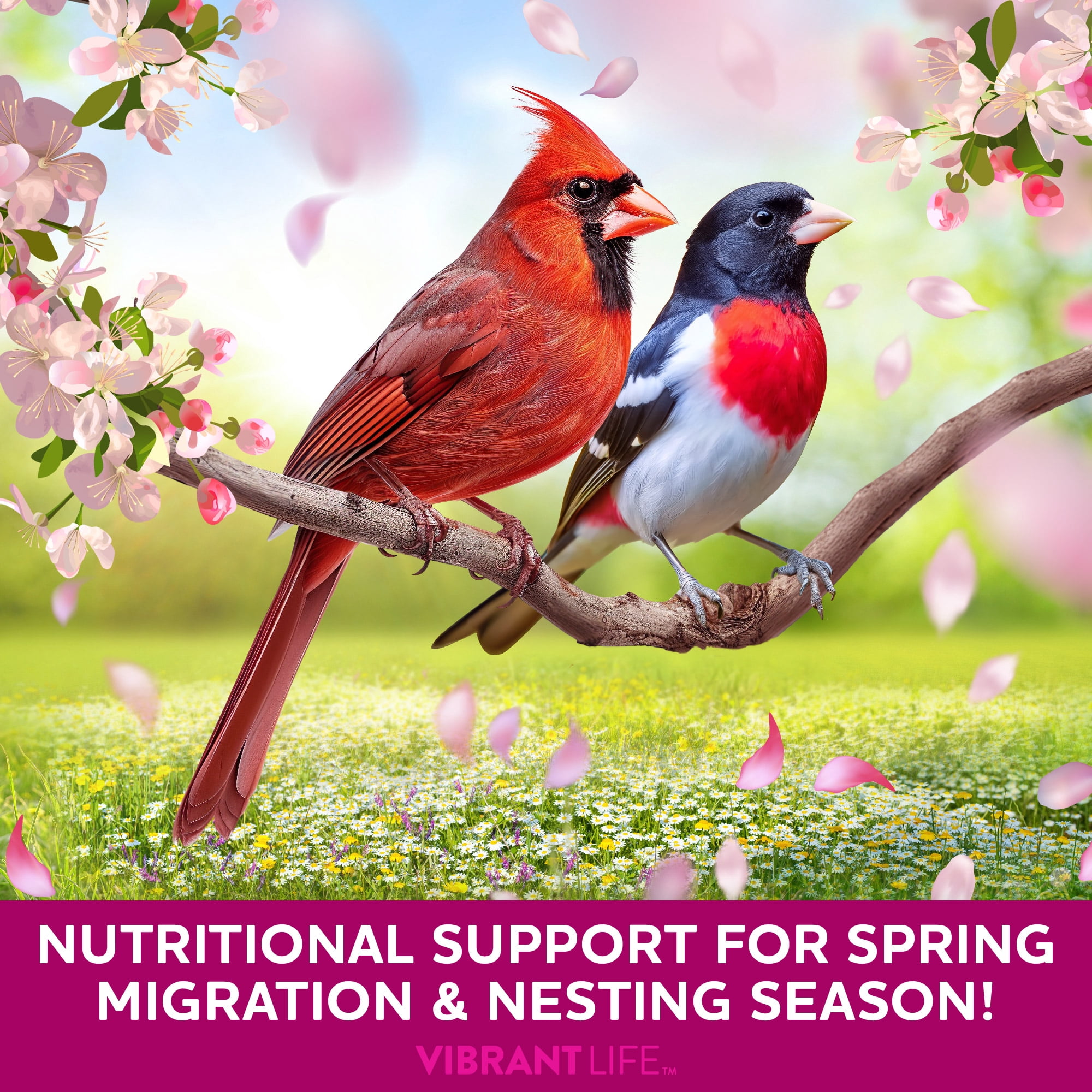 Vibrant Life Nut 'N Fruit Wild Bird Seed, 20 lb Bag