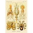 thumbnail image 2 of Haeckel, Ernst 13x18 White Modern Wood Framed Museum Art Print Titled - Haeckel Nature Illustrations: Cephlopods, 2 of 4
