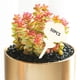 thumbnail image 5 of Paquete de 50 etiquetas para plantas Zulema Etiqueta de plantas en forma de T Flor, 5 of 8