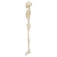 thumbnail image 3 of 5ft Light Up Poseable Skeleton Decoration, Halloween Outdoor Decor, by Way To Celebrate, 3 of 4