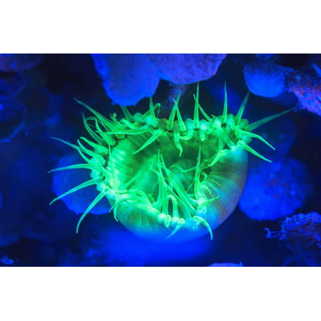 Night dive at Barrier Reef, Saint Georges Caye, Fluorescence, Belize, Central America Print Wall Art By Stuart