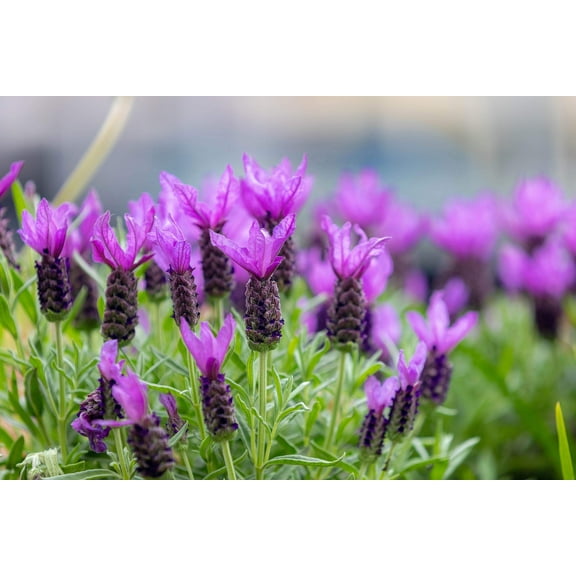 100 FRENCH LAVENDER aka Butterfly Lavender, Spanish, Topped Lavandula Stoechas Fragrant Blue Purple Flower Herb Seeds