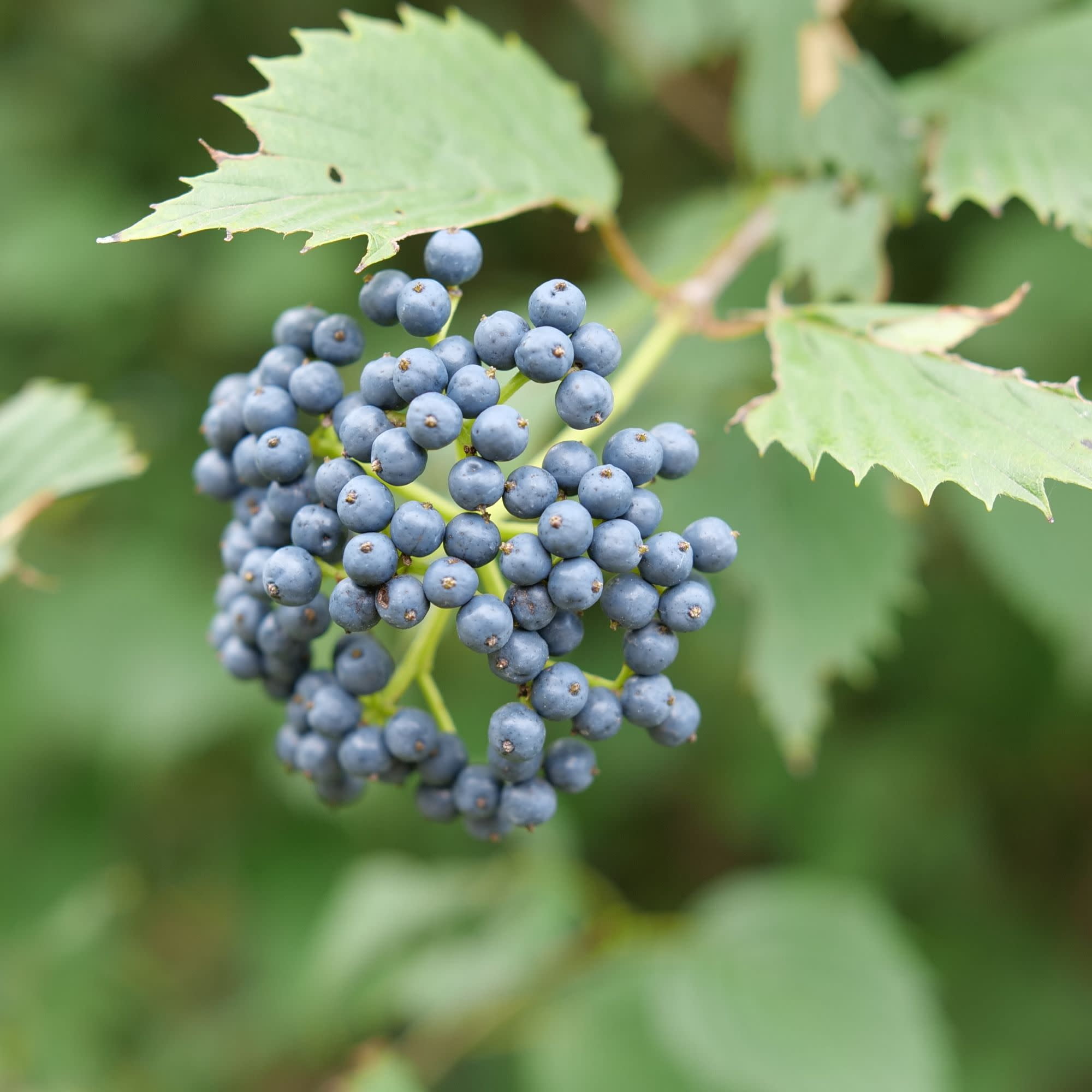 Proven Winners ColorChoice 5" White Blue Muffin Arrowwood Viburnum Live Plant in 4.5" Pot (4 Count)