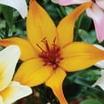 thumbnail image 4 of Van Zyverden Lily Asiatic Mix (Set of 3 Dormant Bulbs) Partial Sun, Multi-Color, Perennial, 4 of 8