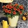 thumbnail image 4 of Better Homes & Gardens 2 Gallon Orange Gaillardia Blanket Flower Perennial Live Plants, 4 of 5
