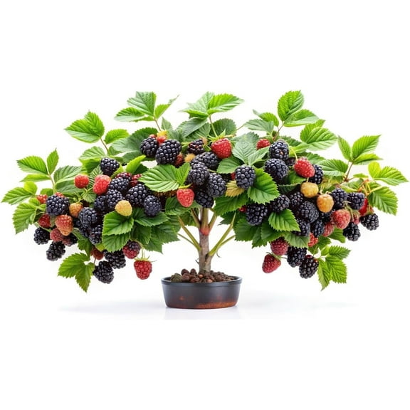 BlackBerry Bonsai Plants for Growing 1 Year Seedling  Ready to Plant 1 Seedling