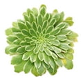 thumbnail image 2 of Aeonium Emerald Ice (4"+ Clay Pot) - Tiny, Lovely, and Easy to Care Rosette Succulent - Live Rosette Succulents, 2 of 6