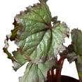thumbnail image 6 of Begonia 'Rex' - 4 Pack Variety in 4" Pot | Live Plant for Indoor | 7 - 12 inch Tall, 6 of 11