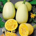 thumbnail image 2 of GSDWIUEW Graines Courgette Spaghetti Géant Héritage, 2 of 8