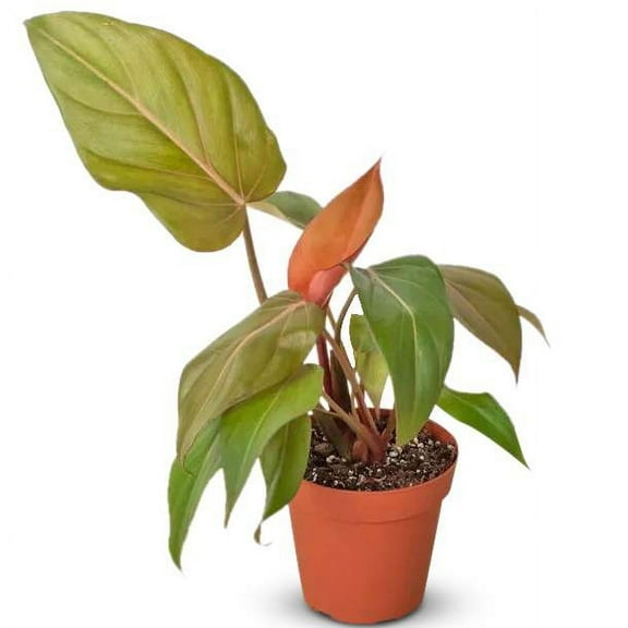 Philodendron Summer Glory Live Plant for Indoor | Different Houseplants in 4'' & 6'' Pot | Real House Plant for Living Room, Office, Desk & Bathroom | Heartleaf | Gloriosum Mccolleys
