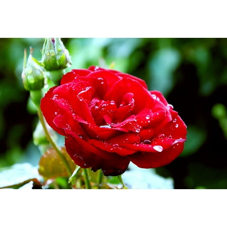 Canvas Print Red Romantic Flower Romance Love Rose Red Rose