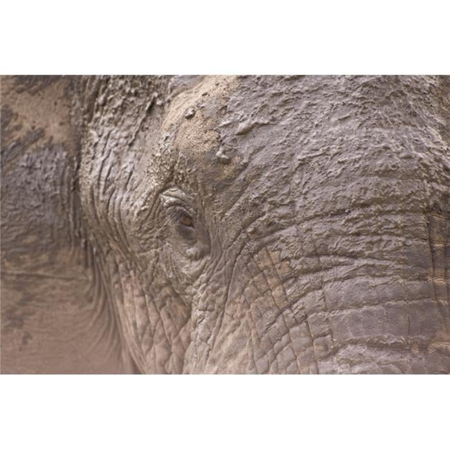 African Elephant Loxodonta Africana - Arathusa Safari Lodge - Sabi Sand Reserve - Mpumalanga - South Africa - Africa Poster Print - 18 x 12
