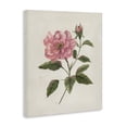 thumbnail image 2 of Stupell Industries Shabby Chic Single Pink Carnation Bloom Canvas Art, 16 x 20, by Nan, 2 of 7