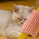 thumbnail image 5 of Cepillo de pelo para gatos Colco Peine de cepillo impermeable, 5 of 8