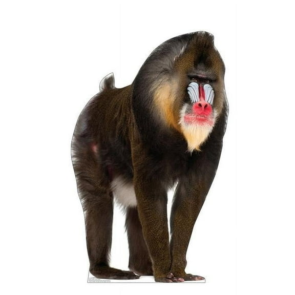 43 x 27 in. Mandrill Life-Size Cardboard Cutout