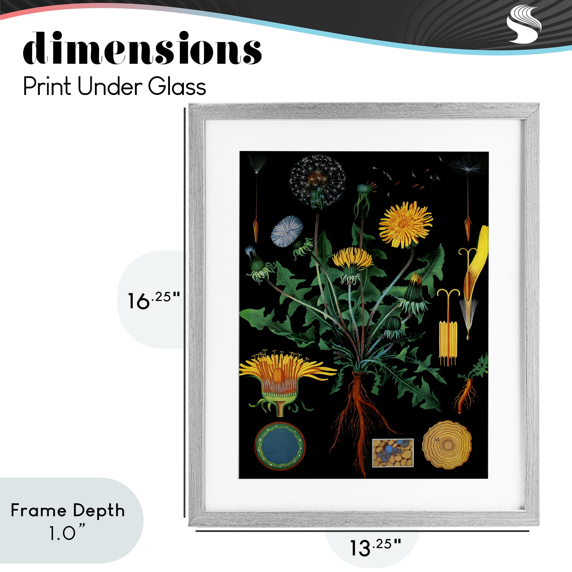 Stupell Industries Dandelion Botanical Illustration Gray Framed Print Under Glass, design by Vintage Hustle