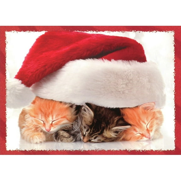 Northern Exposure 3 Sleeping Kittens Underneath Santa Hat Cute Cat Box of 12 Christmas Cards