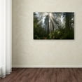 thumbnail image 3 of Trademark Fine Art Landscape Canvas Art ' Redwoods NP Ladybird Johnson Lightbeams ' by Mike Jones Photo, 3 of 3