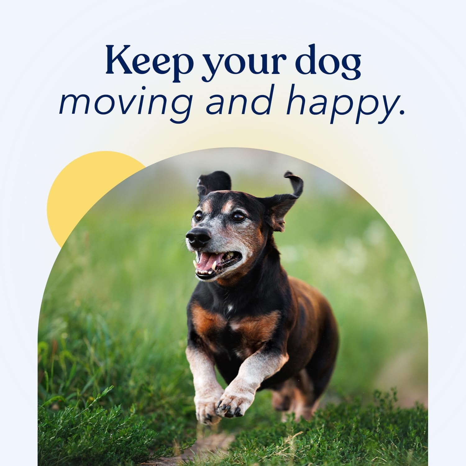 Honest Paws Dog Mobility Supplement- Hip and Joint Powder for Bone Health