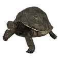 thumbnail image 2 of Marine Reptile Lifelike Galapagos Tortoise Taxidermy Replica Figurine 8"L, 2 of 9