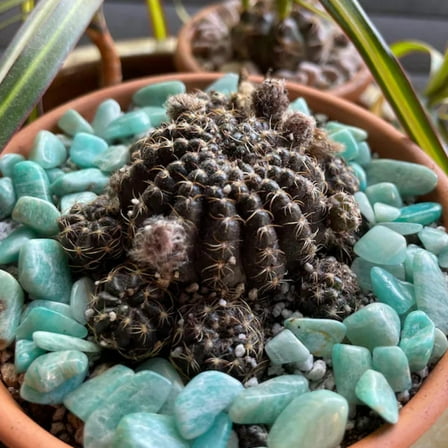 Spider Web Cactus, Black Cactus, Lobivia Arachnacantha, Live Plant in 3.5" pot