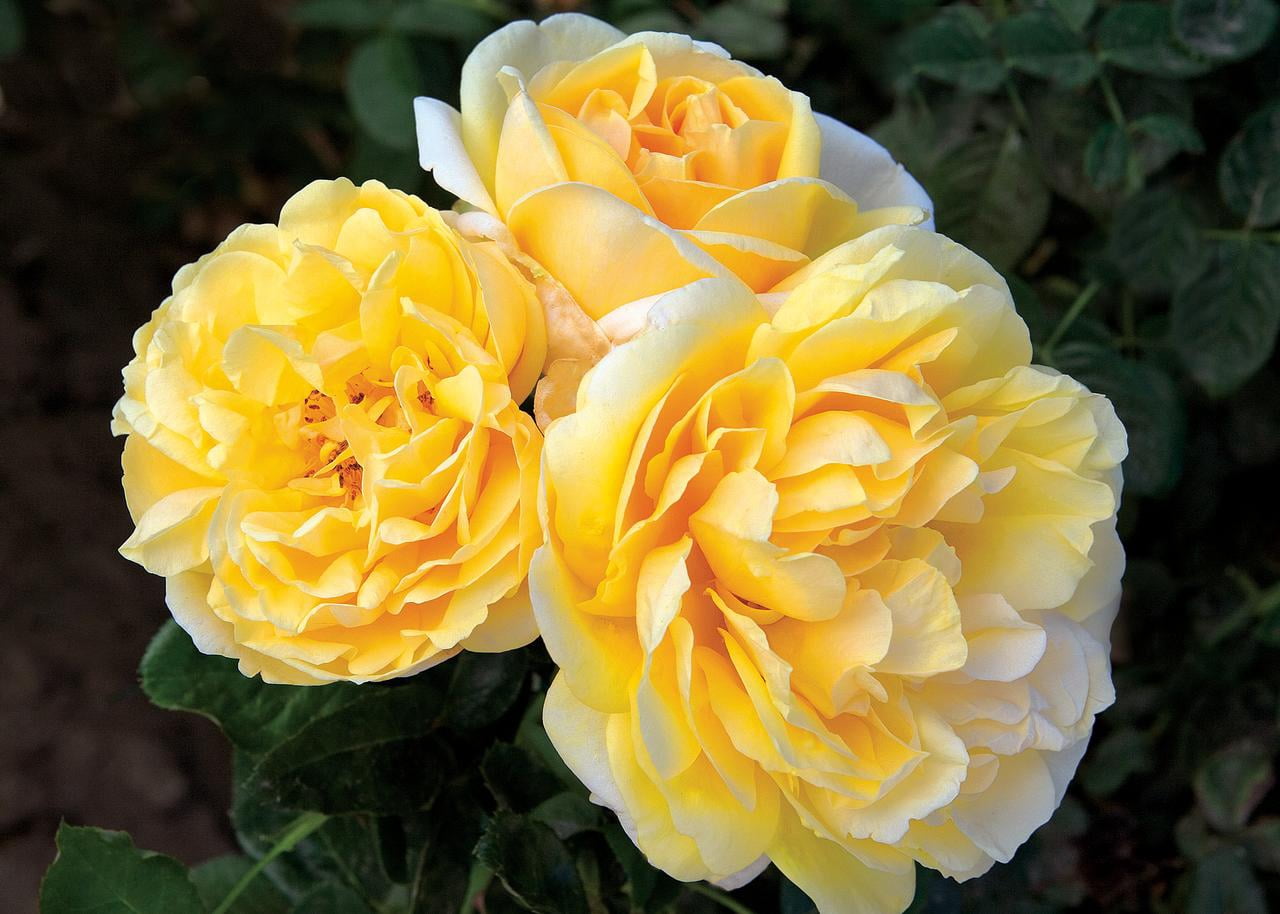 Scentables™ Live Bareroot Michelangelo ™ Hybrid Tea Rose with Full Sunlight - 2 Piece