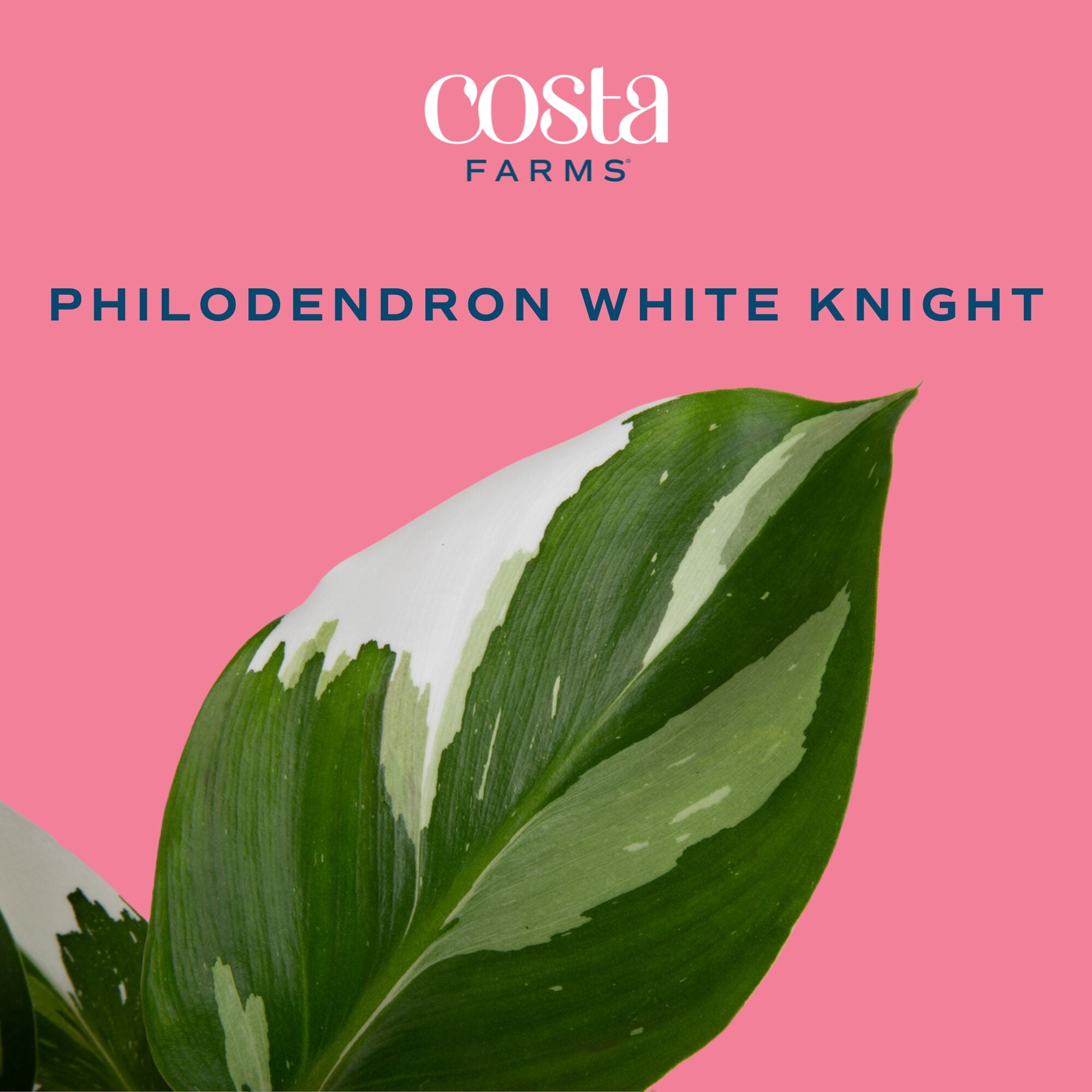 Costa Farms 12" White Knight Philodendron Live House Plants in 5" Self-Watering Pot