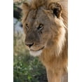 thumbnail image 2 of Pitamitz, Sergio 17x24 White Modern Wood Framed Museum Art Print Titled - Lion-Panthera leo-Ndutu-Ngorongoro Conservation Area-Serengeti-Tanzania, 2 of 4