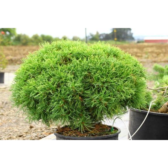 Mini Twist's Eastern White Pine-Dwarf Conifer-Ideal for Small Gardens  3 Gallon