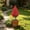 Red, variant on Red Decorative Artificial Shrub with Ground Spike for Outdoor Garden and Cemetery - Perfect for Christmas Yard Decor, Landscaping, and Fall/Winter Arrangements - Durable and Fade-Resistant Faux Tree